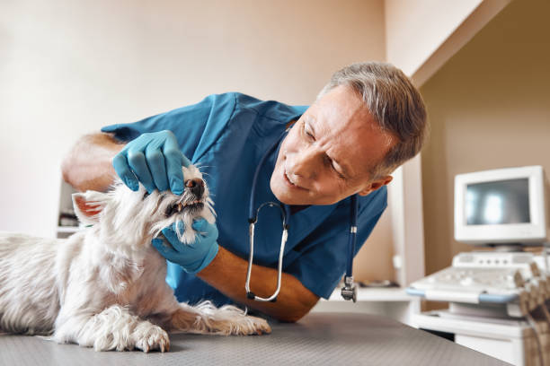 Williamsport, PA Emergency Dentist Pros